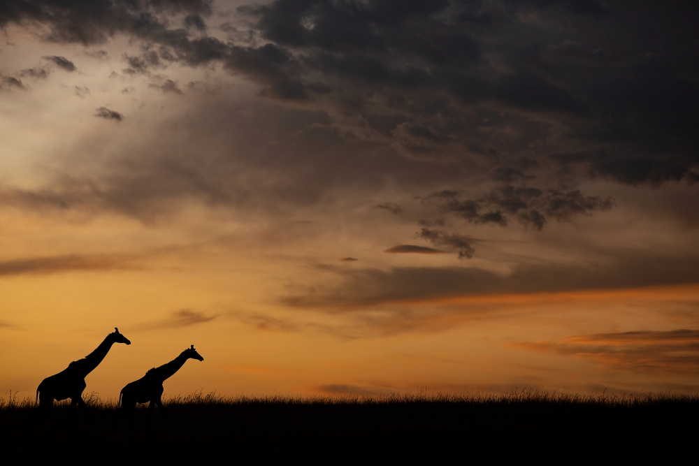 silhouette von Valerio Ferraro