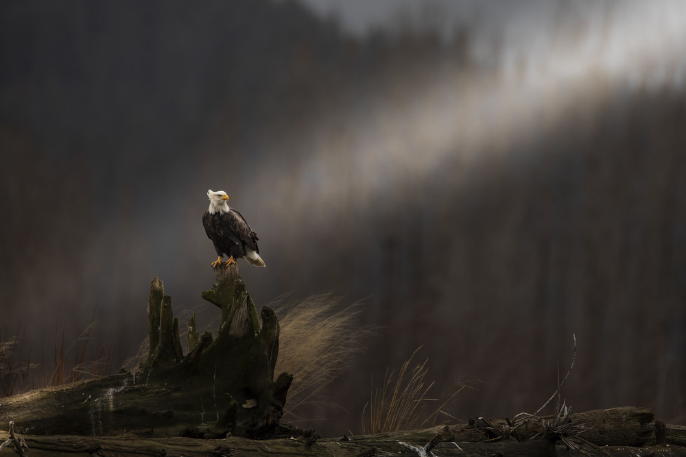 bald eagle von Valerio Ferraro