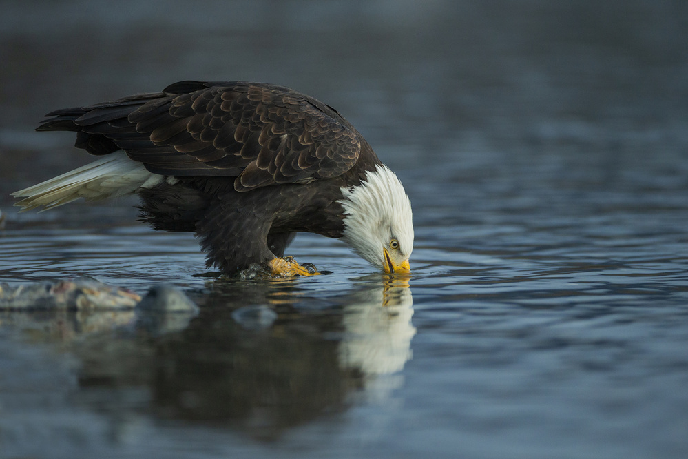 Bald eagle drink von Valerio Ferraro