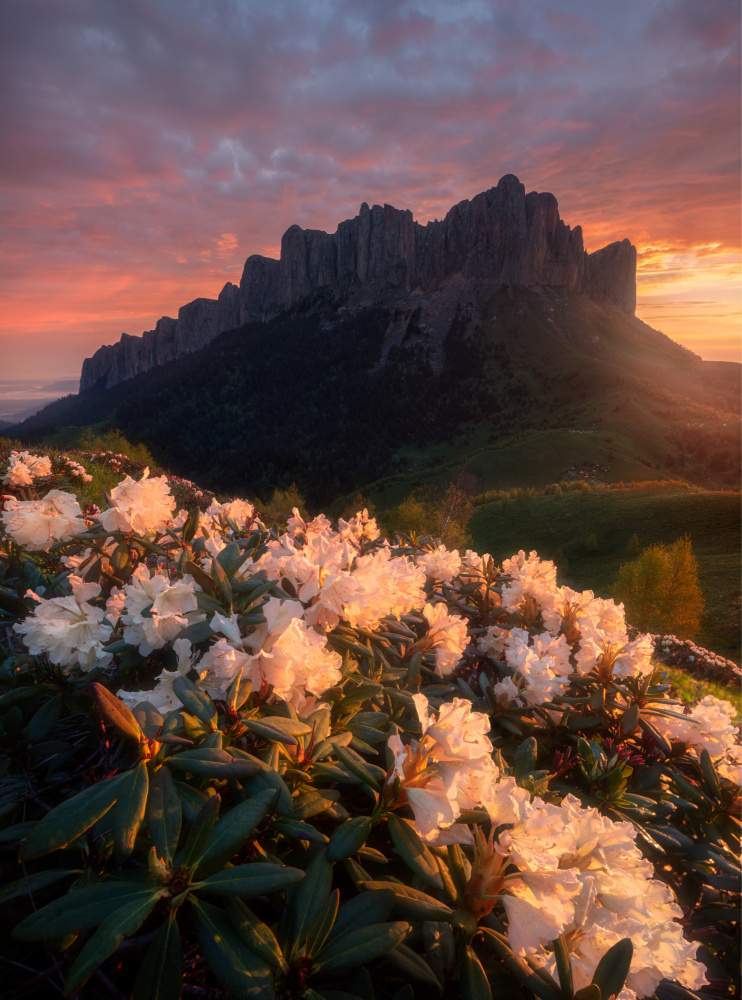 Flowers on the mountainside von Valeriy Shcherbina