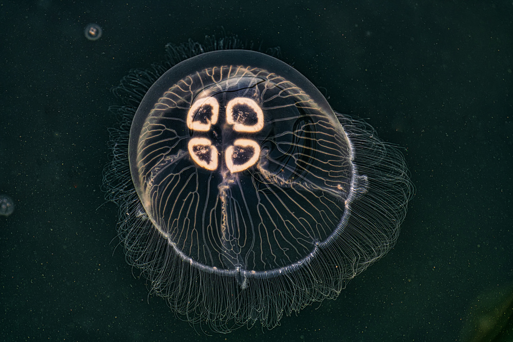 Jellyfish von Vasil Nanev