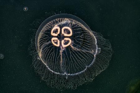 Jellyfish