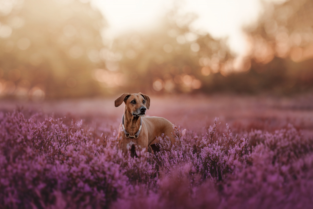 Sea of flowers von Ve Shandor