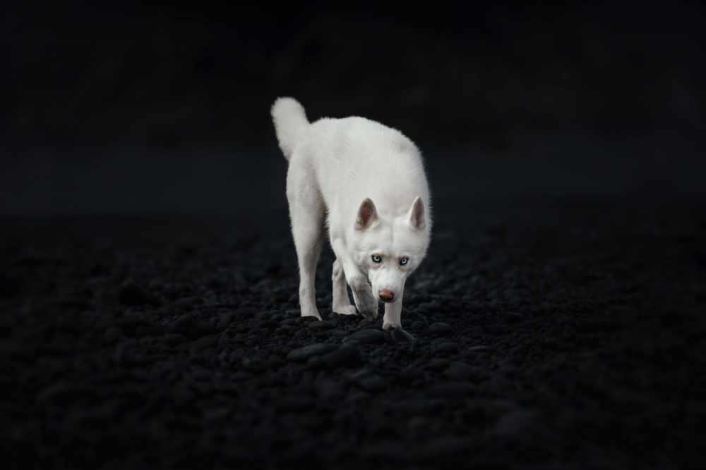 Dogs of Iceland von Ve Shandor