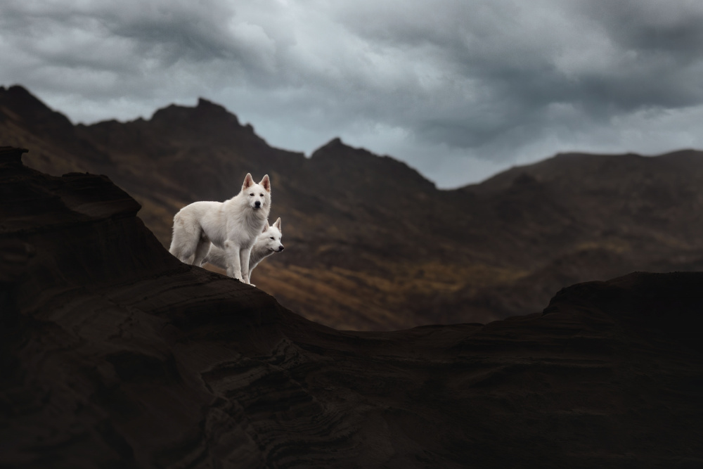 Dogs of Iceland von Ve Shandor