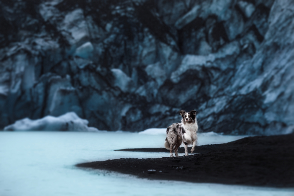 Dogs of Iceland von Ve Shandor