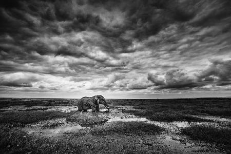 Amboseli