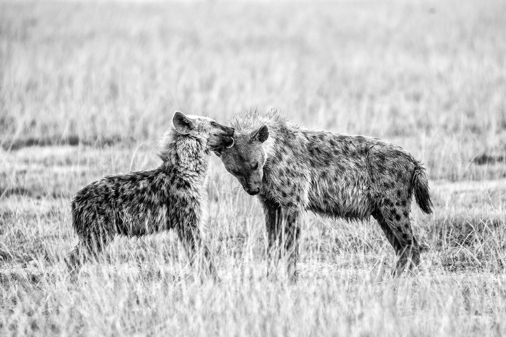 Hyena I von Vedran Vidak