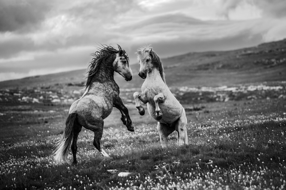 Wild and free von Vedran Vidak