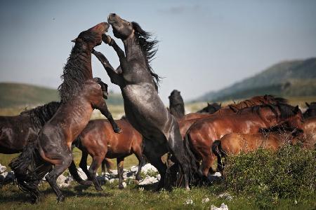 wild horses