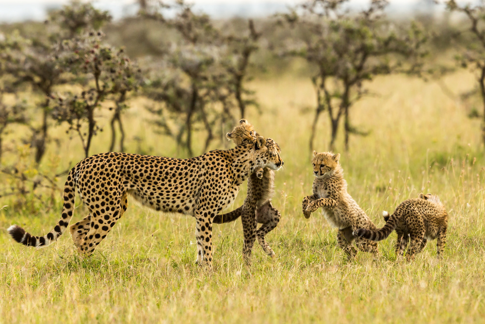 Cheetahs and Cubs von Venkata Ratna Prem Hymakar Valluri