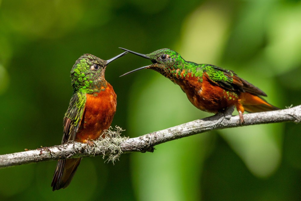 Chestnut Breasted Coronet von Venkata Ratna Prem Hymakar Valluri