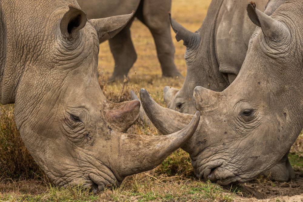 White Rhinos close up von Venkata Ratna Prem Hymakar Valluri