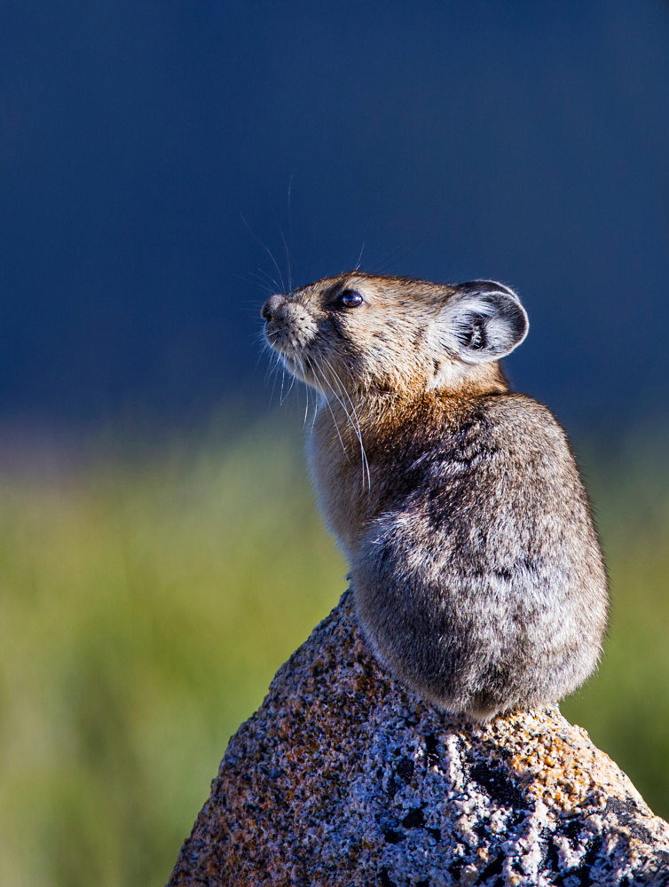 14 000 feet pika von Verdon