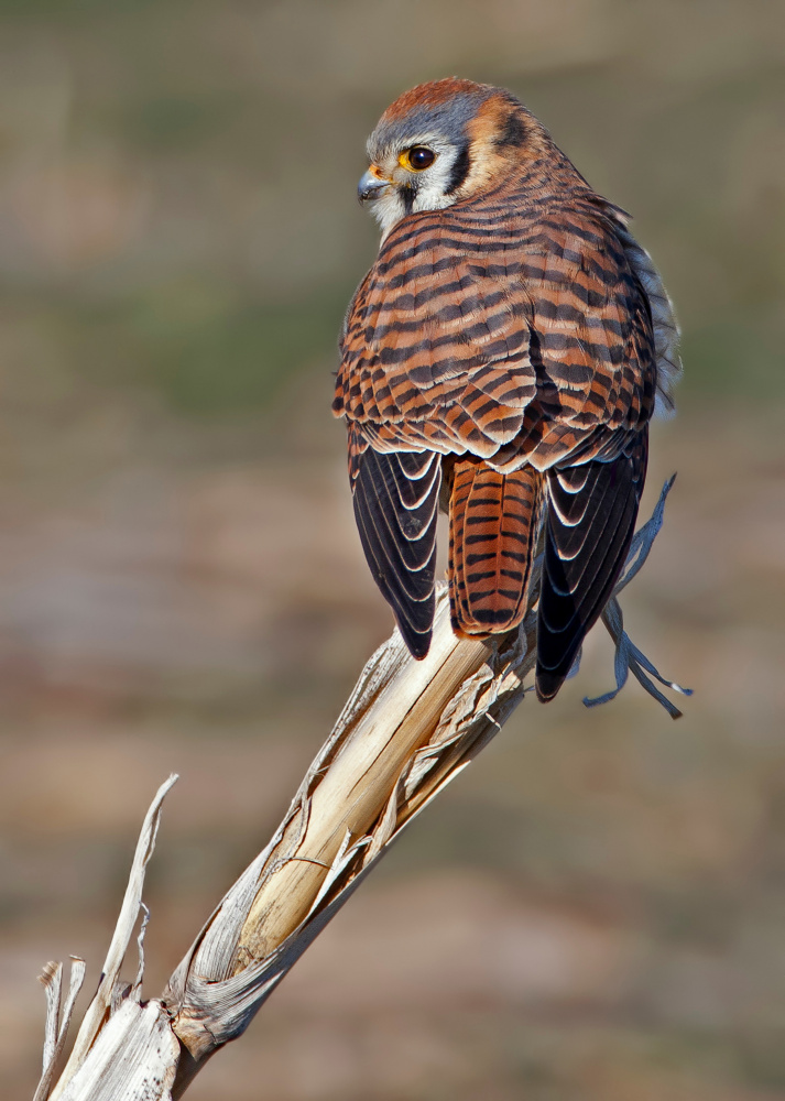 American Kestrel von Verdon