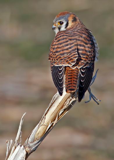 American Kestrel