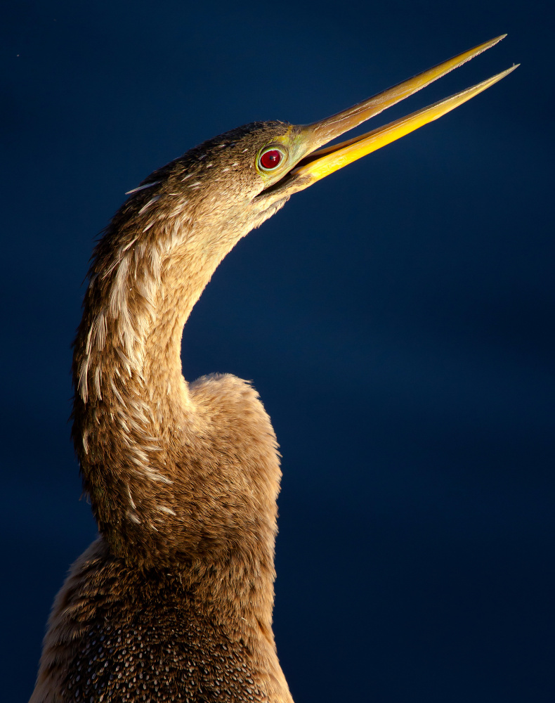 Anhinga portrait von Verdon