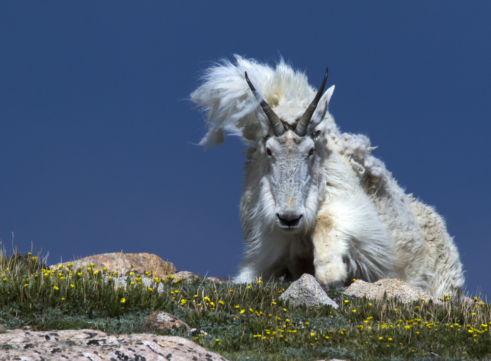 Bad hair day von Verdon