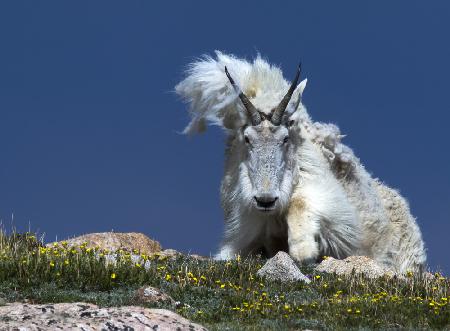 Bad hair day