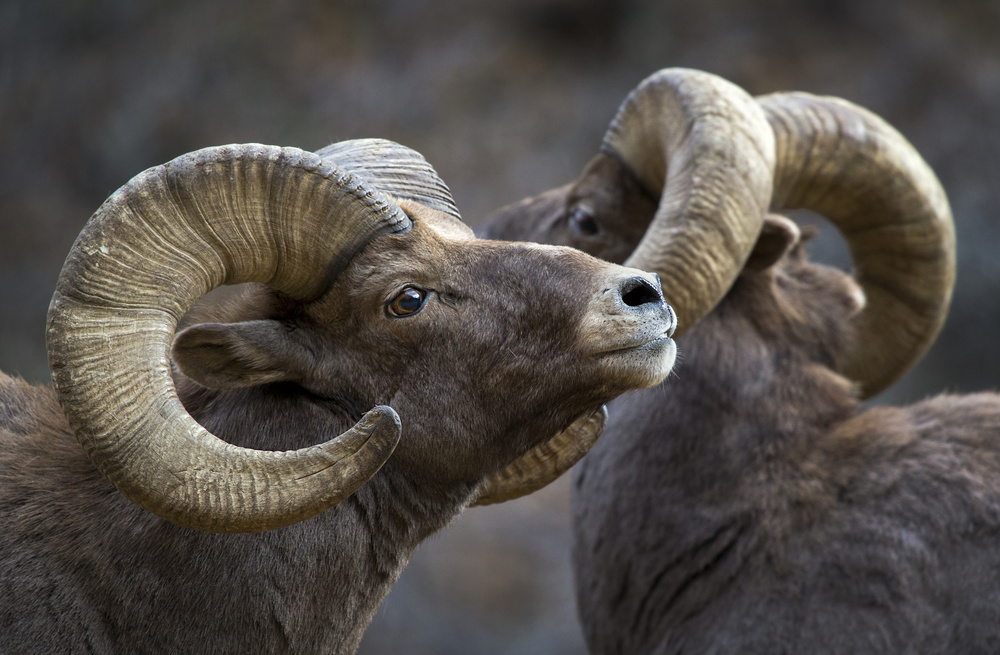 Bighorn sheep, Ovis canadensis von Verdon