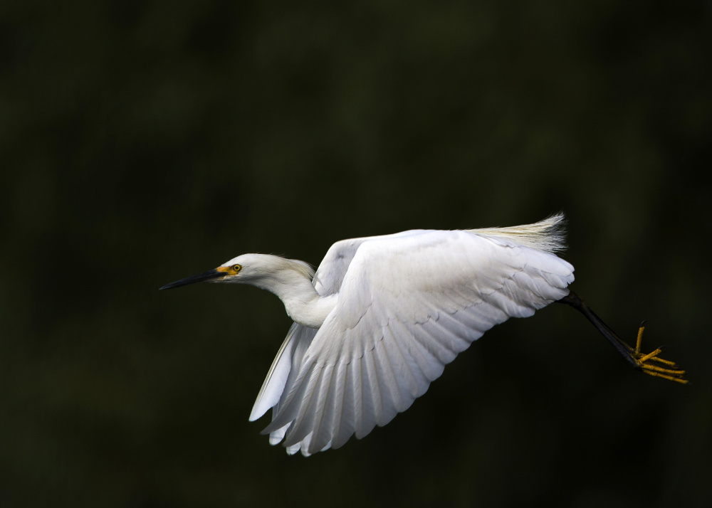 Fly by.... von Verdon