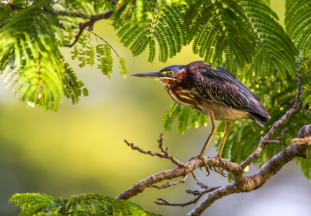 Geen Heron, Butorides virescens von Verdon