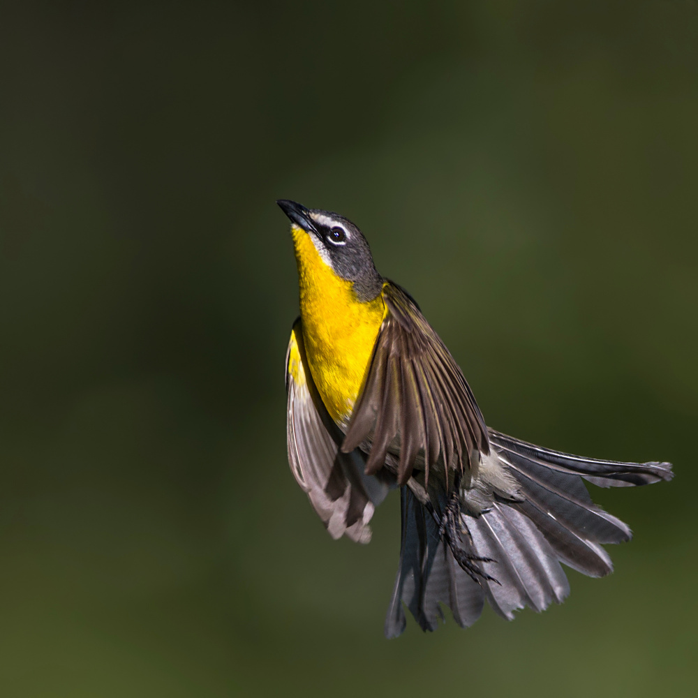 Yellow-breasted Chat von Verdon