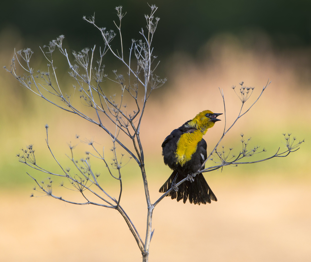 Yellow-headed Blackbird, Xanthocephalus xanthocephalus von Verdon