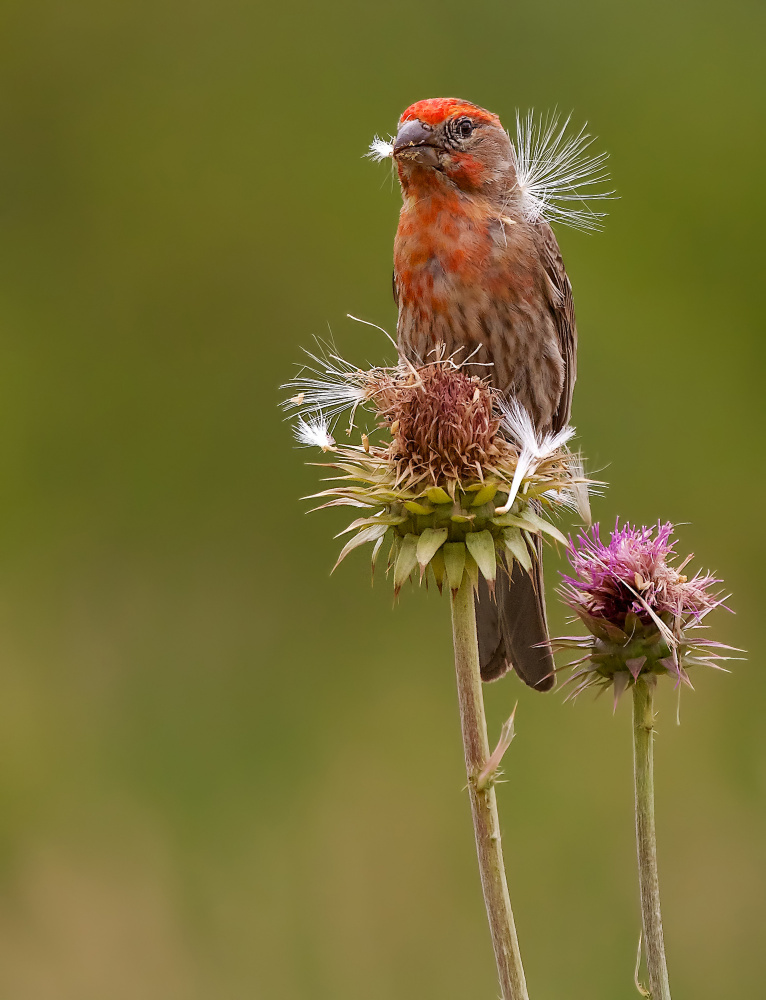 House Finch on a thistle von Verdon