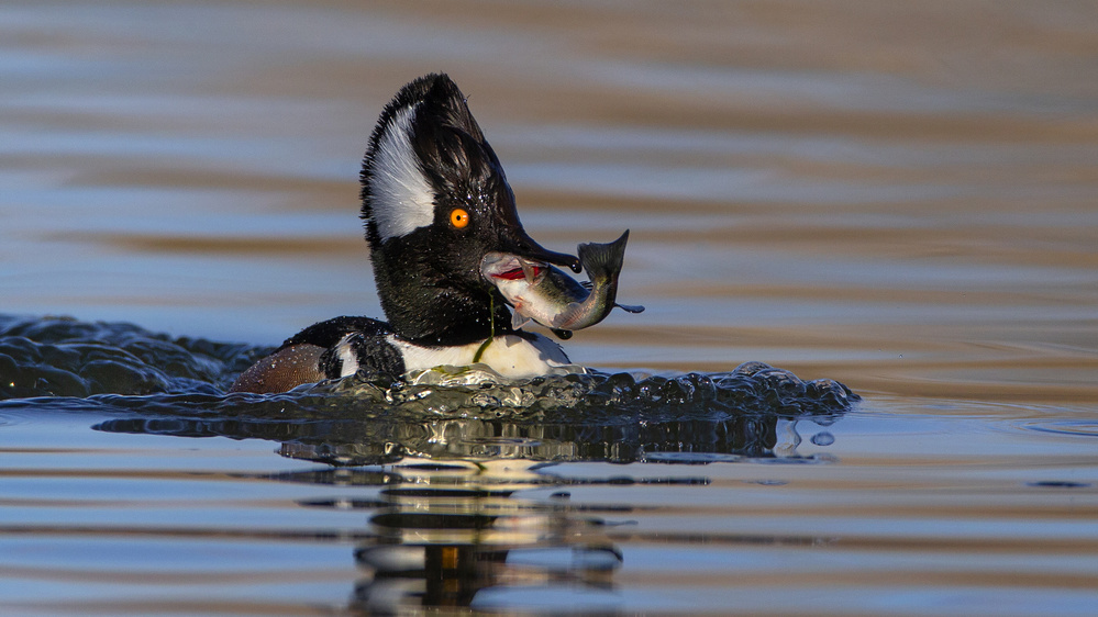 Hooded Merganser von Verdon