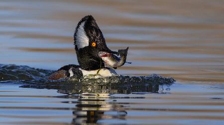 Hooded Merganser