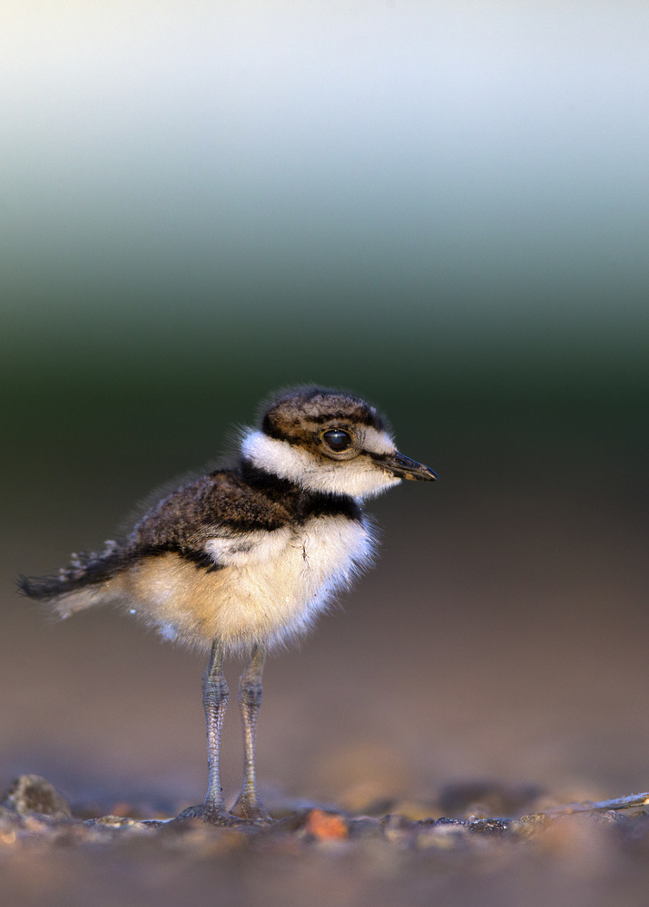 Killdeer chick, Charadrius vociferus von Verdon