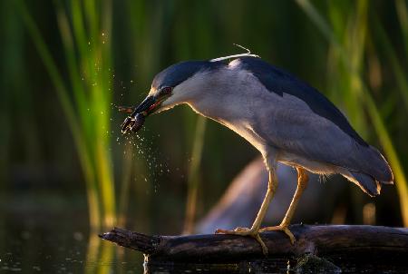 Tossed Crawl fish