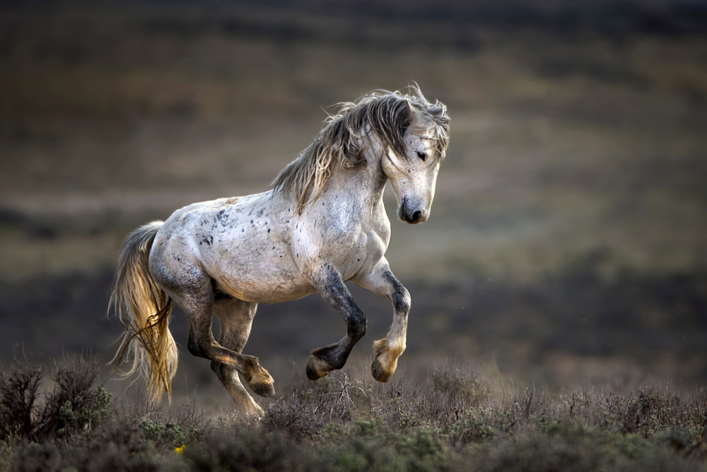 Mustang, Wild Horse / Equus ferus caballus von Verdon