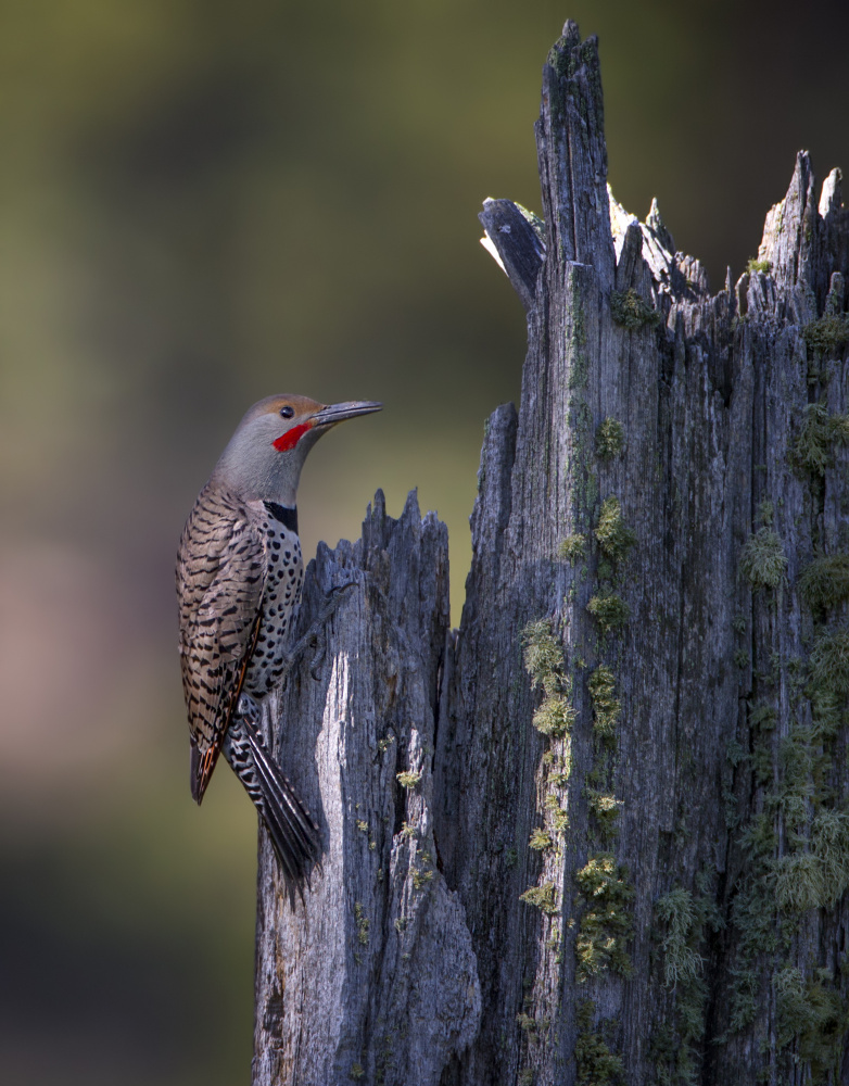 Northern Flicker von Verdon