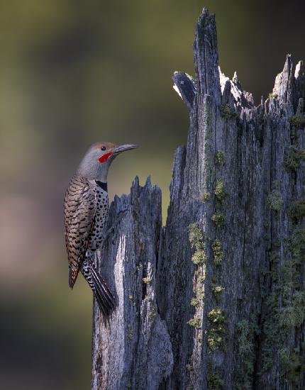 Northern Flicker