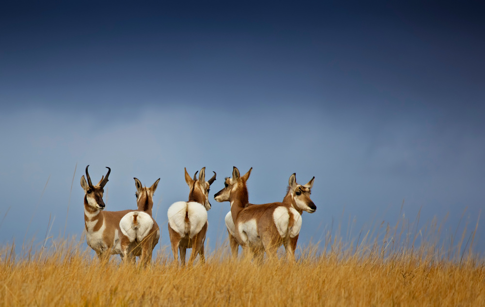 Pronghorn horizon von Verdon