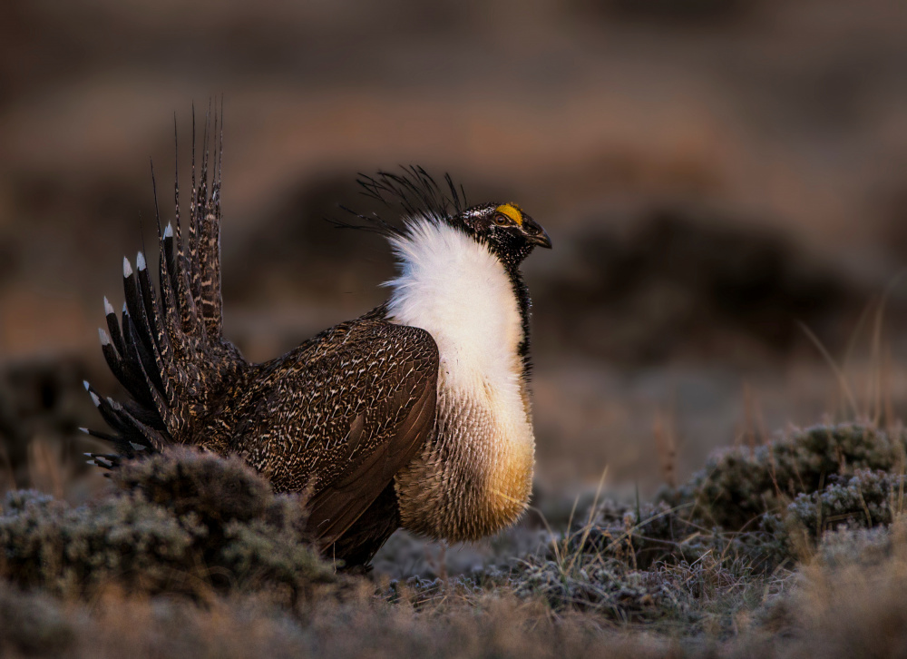 Sage Grouse von Verdon