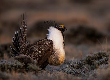 Sage Grouse