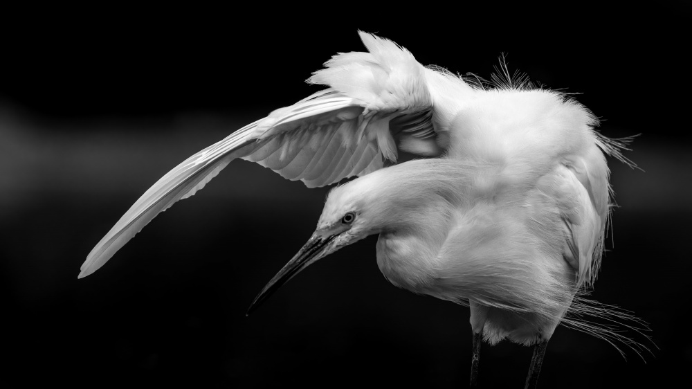 Snowy Egret B&amp;W von Verdon