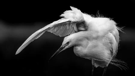 Snowy Egret B&amp;W