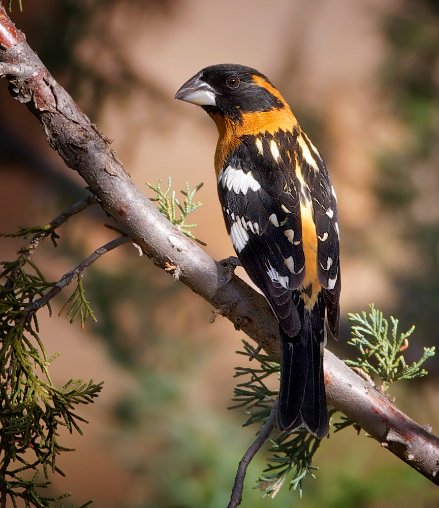 Black-headed  Grosbeak von Verdon