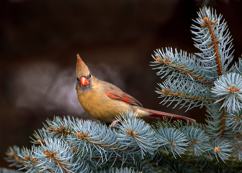 Holiday spirit von Verdon