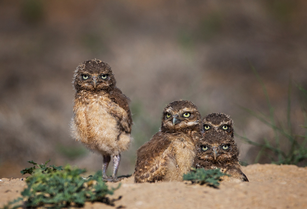 Suspicious siblings von Verdon