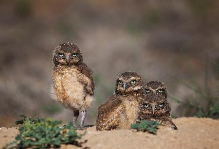 Suspicious siblings