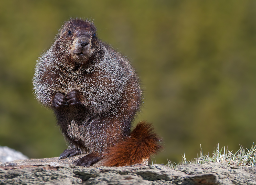 Woodchuck, Marmota monax von Verdon