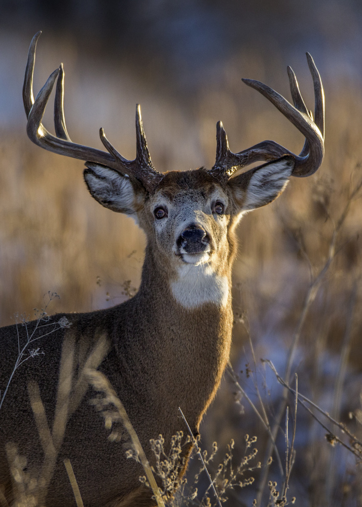 White-tailed deer von Verdon