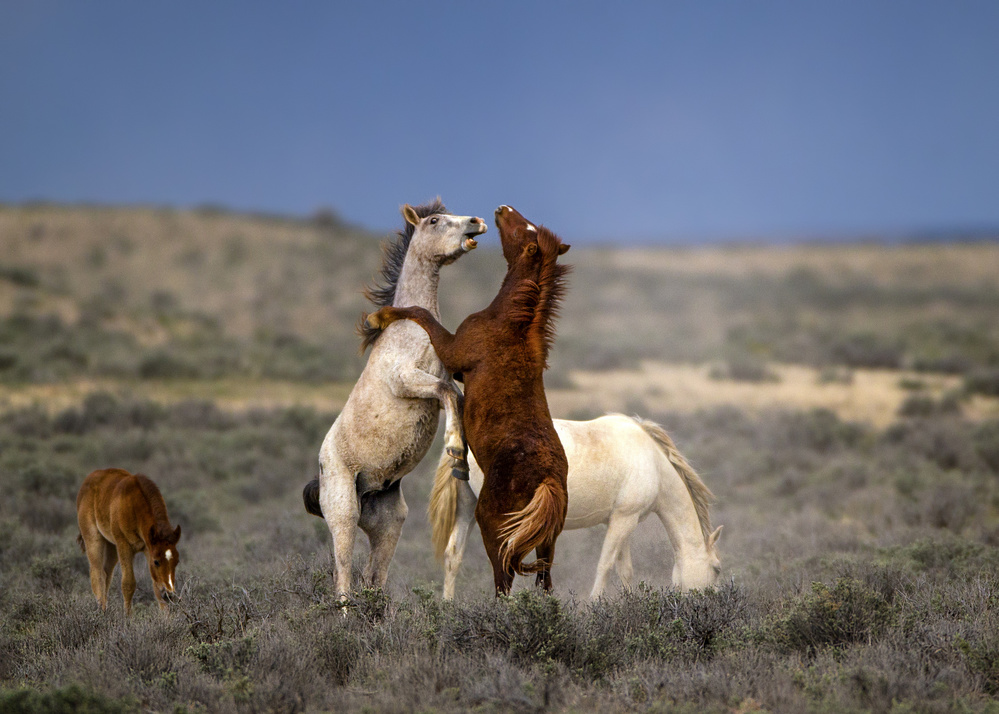 Wild Wild West von Verdon