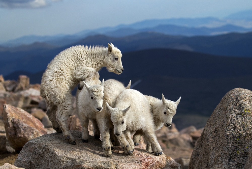 Baby Goats at play von Verdon