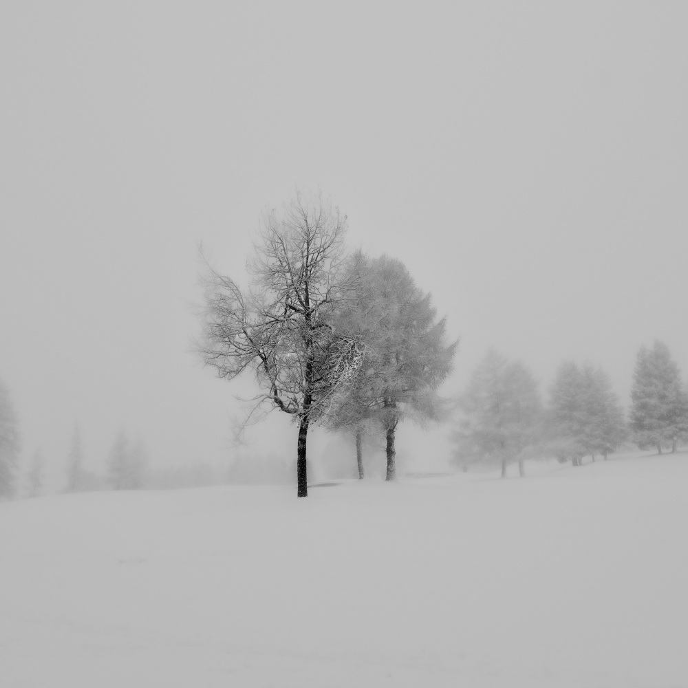 mist and snow von VéroniqueS